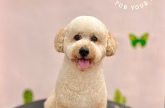 [🆕🇻🇳] DOCA’S HOUSE 🐶🦜 Top1Pets 🐱🐠 Model: Bí
Như ý của e, a đẹp trai rồi đóDOCA’S HOUSE – Dịch vụ thú cưng
– Tắm, vệ sinh, cắt tỉa
– Thú y và Pet shop
– Khách sạn thú cưng
Đc: 67 Hùng Vươn , shares-0✔️ , likes-4❤️️ , date-2025-11-19 22:29:50🐶🐱🇻🇳🇻🇳🇻🇳📰🆕