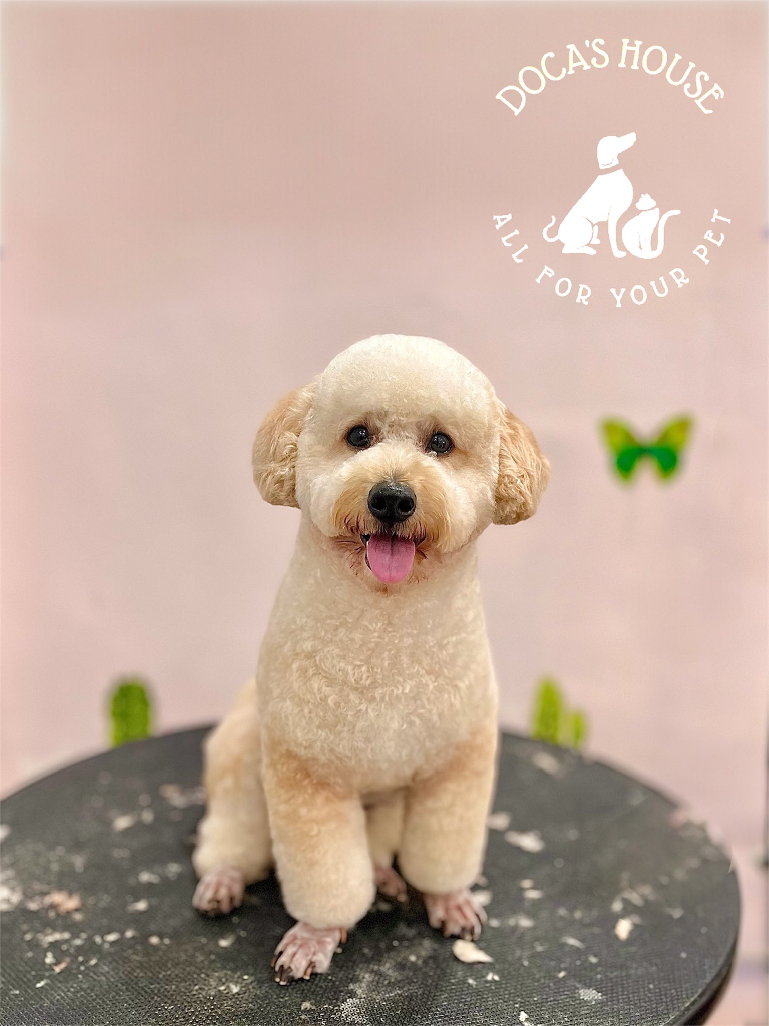 [🆕🇻🇳] DOCA’S HOUSE 🐶🦜 Top1Pets 🐱🐠 Model: Bí
Như ý của e, a đẹp trai rồi đóDOCA’S HOUSE – Dịch vụ thú cưng
– Tắm, vệ sinh, cắt tỉa
– Thú y và Pet shop
– Khách sạn thú cưng
Đc: 67 Hùng Vươn , shares-0✔️ , likes-4❤️️ , date-2025-11-19 22:29:50🐶🐱🇻🇳🇻🇳🇻🇳📰🆕