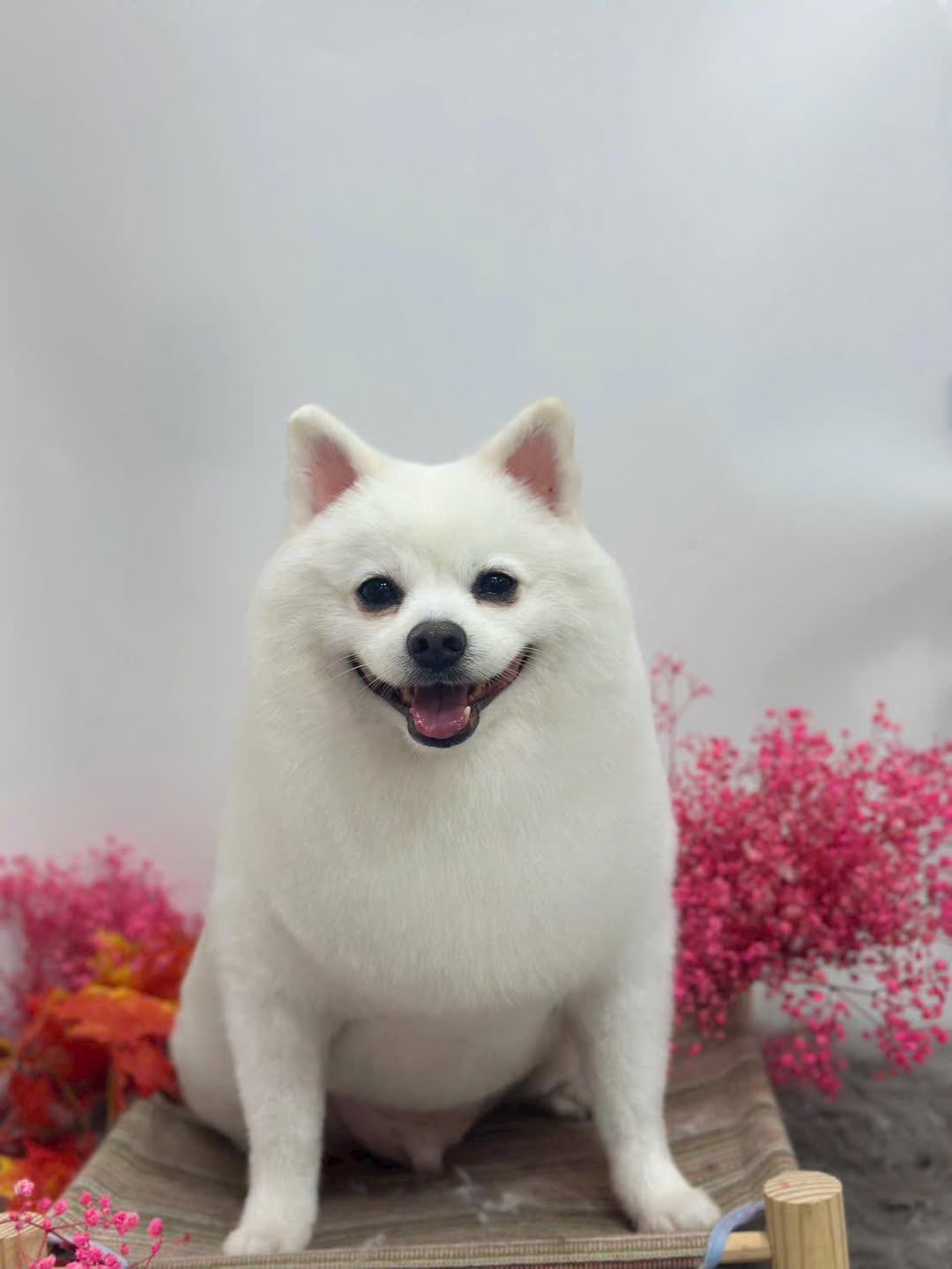 [🆕🇻🇳] Pet World quận 7 – Dịch vụ thú cưng 🐶🦜 Top1Pets 🐱🐠 Có rất nhiều khách hàng chọn những nơi uy tín để chăm sóc thú cưng và mọi người có thể thay đổi chỗ chăm sóc của mình theo nhu cầu và điều kiện, Hôm nay Pe , shares-0✔️ , likes-1❤️️ , date-2025-11-18 16:59:47🐶🐱🇻🇳🇻🇳🇻🇳📰🆕