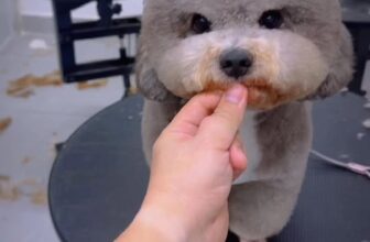 [🆕🇻🇳] RITDO PET – Spa Cắt Tỉa Lông Thú Cưng & Đào tạo Grooming Đà Nẵng 🐶🦜 Top1Pets 🐱🐠 RITDO PET SPA – TUYỂN DỤNG NHÂN SỰVị trí: Kỹ thuật viên tắm – vệ sinh chó mèo
Không yêu cầu kinh nghiệm hoặc bằng cấp – ứng viên trúng tuyển sẽ được đào  , shares-0✔️ , likes-3❤️️ , date-2025-11-23 16:34:01🐶🐱🇻🇳🇻🇳🇻🇳📰🆕