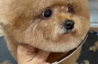 [🆕🇻🇳] Tran pet – Dịch vụ thú cưng 🐶🦜 Top1Pets 🐱🐠  CẮT TỈA ĐA DẠNG CÁC DÁNG LÔNG – BIẾN HÌNH THÚ CƯNG SIÊU XINH TẠI TRANPETMuốn boss đổi kiểu để xinh hơn, sang hơn hoặc dễ thương hơn?
Tại TranPet Groomi , shares-0✔️ , likes-2❤️️ , date-2025-11-24 21:49:13🐶🐱🇻🇳🇻🇳🇻🇳📰🆕