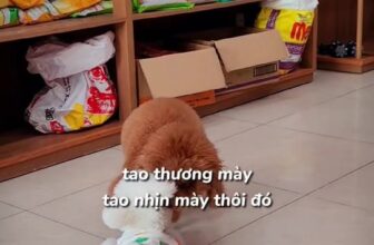 [🆕🇻🇳] Lildan Pet Spa Hotel & Clinic 🐶🦜 Top1Pets 🐱🐠 Đôi bạn thân , shares-0✔️ , likes-6❤️️ , date-2025-11-27 16:15:24🐶🐱🇻🇳🇻🇳🇻🇳📰🆕