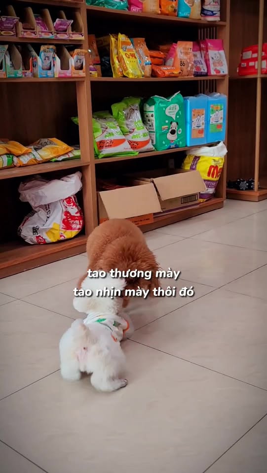 [🆕🇻🇳] Lildan Pet Spa Hotel & Clinic 🐶🦜 Top1Pets 🐱🐠 Đôi bạn thân , shares-0✔️ , likes-6❤️️ , date-2025-11-27 16:15:24🐶🐱🇻🇳🇻🇳🇻🇳📰🆕