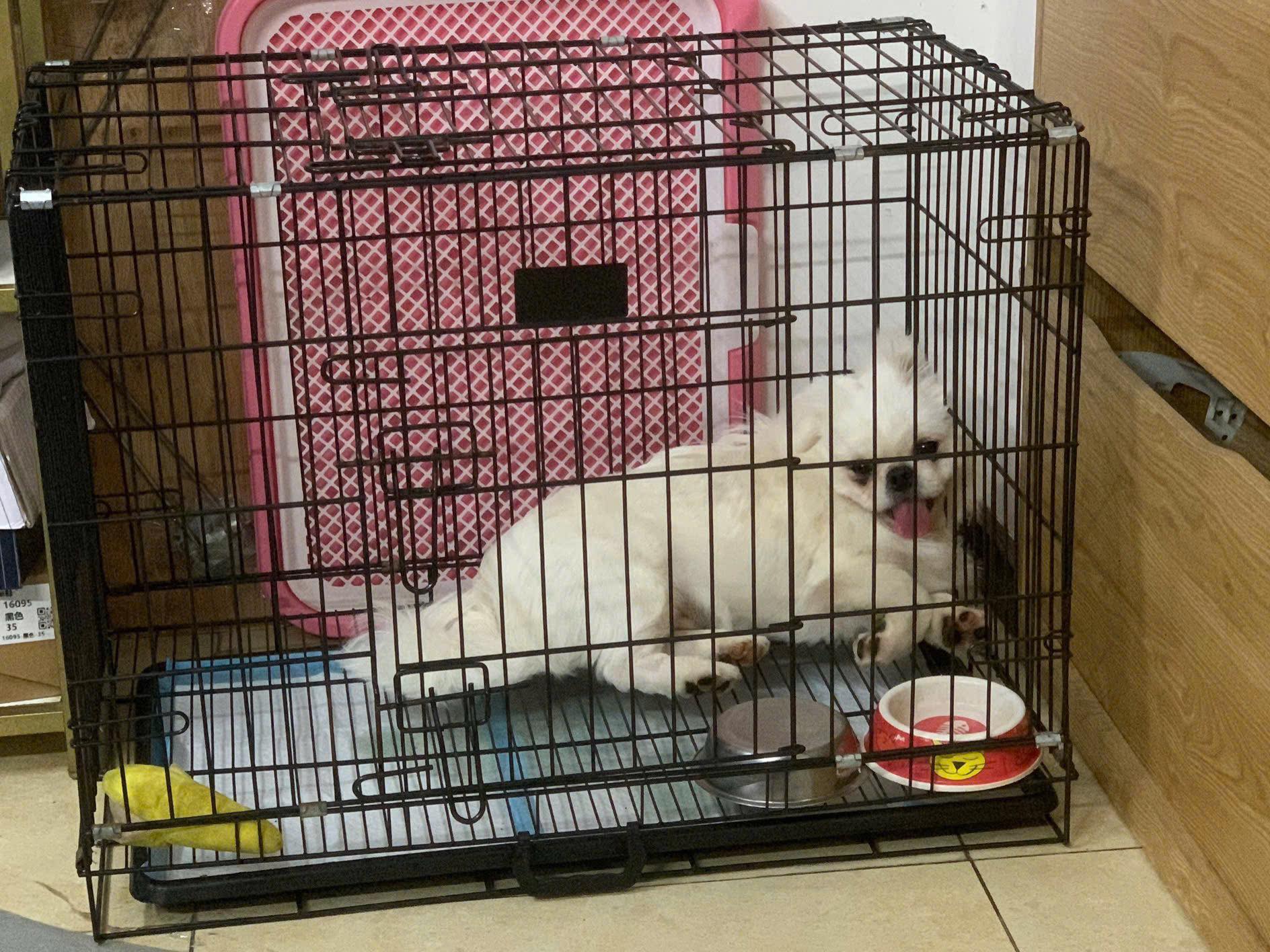 [🆕🇻🇳] U Mê Pet Shop – Dịch Vụ SPA & HOTEL Cao Cấp Quận 11 🐶🦜 Top1Pets 🐱🐠 Cảm ơn Gòn  Ông tiên cá của U Mê từ những ngày đầu 
 , shares-0✔️ , likes-5❤️️ , date-2025-11-23 02:36:25🐶🐱🇻🇳🇻🇳🇻🇳📰🆕