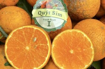 [🆕🇻🇳] BẾP HƯƠNG QUÊ  (Món Ăn Ngon) 🍔 Top1Food  🍜 QUÝT SIM CAO BẰNG
Miễn phí ship khi mua từ 3kg
Sale sập sàn tri ân khách hàng đến hết mùa
Chỉ còn:190k/3kg
300k/5kg
580k/10kgQuýt sim Cao Bằng e khẳn , shares-1✔️ , likes-86❤️️ , date-2025-11-25 06:23:16🇻🇳🇻🇳🇻🇳📰🆕