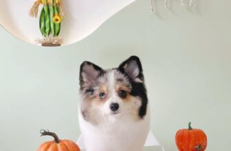 [🆕🇻🇳] Petopia play&care 🐶🦜 Top1Pets 🐱🐠 Vài pô ảnh sưu tập các bạn nhỏ xinh yêu đi làm đẹp tại Petopia tháng này#petopia #doggrooming #spathucung
, shares-0✔️ , likes-2❤️️ , date-2025-11-29 04:33:03🐶🐱🇻🇳🇻🇳🇻🇳📰🆕