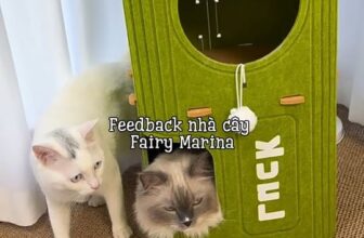 [🆕🇻🇳] Fairy Marina – Chăm Sóc Thú Cưng Hiện Đại 🐶🦜 Top1Pets 🐱🐠 Feedback nhà cây cho mèo Fairy Marina #thucung #chomeo #nhacaychomeo #fairymarina , shares-0✔️ , likes-1❤️️ , date-2025-11-29 17:34:44🐶🐱🇻🇳🇻🇳🇻🇳📰🆕
