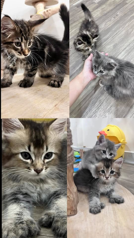 [🆕🇻🇳] HaLu Pet – Người chăm thú cưng 🐶🦜 Top1Pets 🐱🐠 Đi tắm xong trông bồng bềnh thế nàyBooking me: m.me/halupet127Tắm căn bản chỉ từ 120ka.
Combo tắm vệ sinh trọn gói chỉ từ 199ka.
Combo tắm cắt t , shares-1✔️ , likes-7❤️️ , date-2025-10-30 20:51:25🐶🐱🇻🇳🇻🇳🇻🇳📰🆕