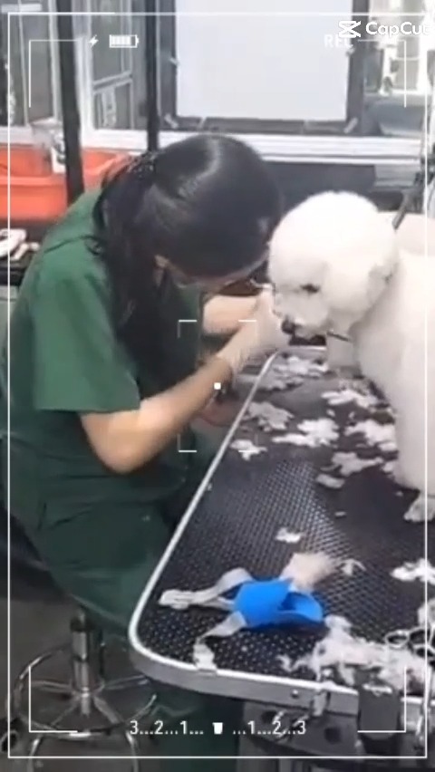 [🆕🇻🇳] BOX VET- PK Thú Y, Spa&Grooming, Petshop 🐶🦜 Top1Pets 🐱🐠 Em bé Đen 
 Tình trạng: gãy cẳng chân do xe tông
 Điều trị: phẫu thuật xương bằng phương pháp cố định xương bằng nẹp vít
Nay em đã hồi phục tốt, đi catwalk , shares-0✔️ , likes-23❤️️ , date-2025-11-25 18:45:45🐶🐱🇻🇳🇻🇳🇻🇳📰🆕