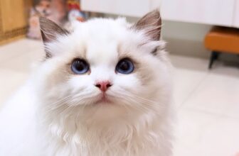 [🆕🇻🇳] THI MON’S HOUSE 🐶🦜 Top1Pets 🐱🐠 Hil o v e  m e o w#ragdolls #ragdollcats #lovecat  #ragdollcatsofinstagram
#kitten #meow #beautifulcat #ragdolllovers #rag , shares-1✔️ , likes-5❤️️ , date-2025-12-04 06:15:39🐶🐱🇻🇳🇻🇳🇻🇳📰🆕
