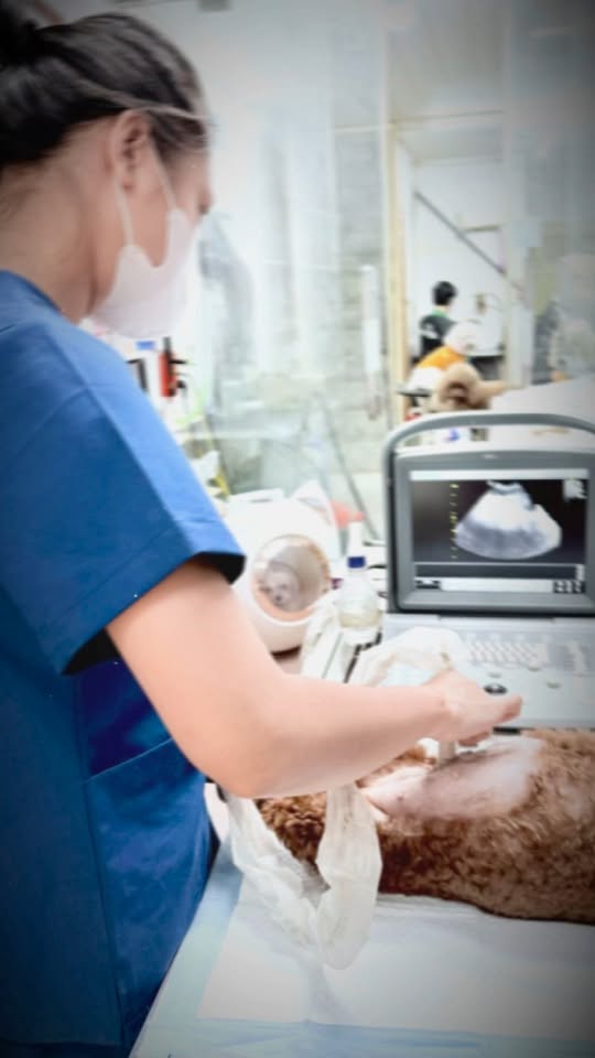 [🆕🇻🇳] Pet Ivy – Spa & Pet Shop 🐶🦜 Top1Pets 🐱🐠 Mời các Boss yêu qua săn sale nhận quà ạ  Chỉ còn 99 suất tiêm dại tẩy giun, 15 suất siêu âm miễn phí cùng nhiều quà tặng hấp dẫn chờ Boss  , shares-0✔️ , likes-8❤️️ , date-2025-11-25 19:09:48🐶🐱🇻🇳🇻🇳🇻🇳📰🆕