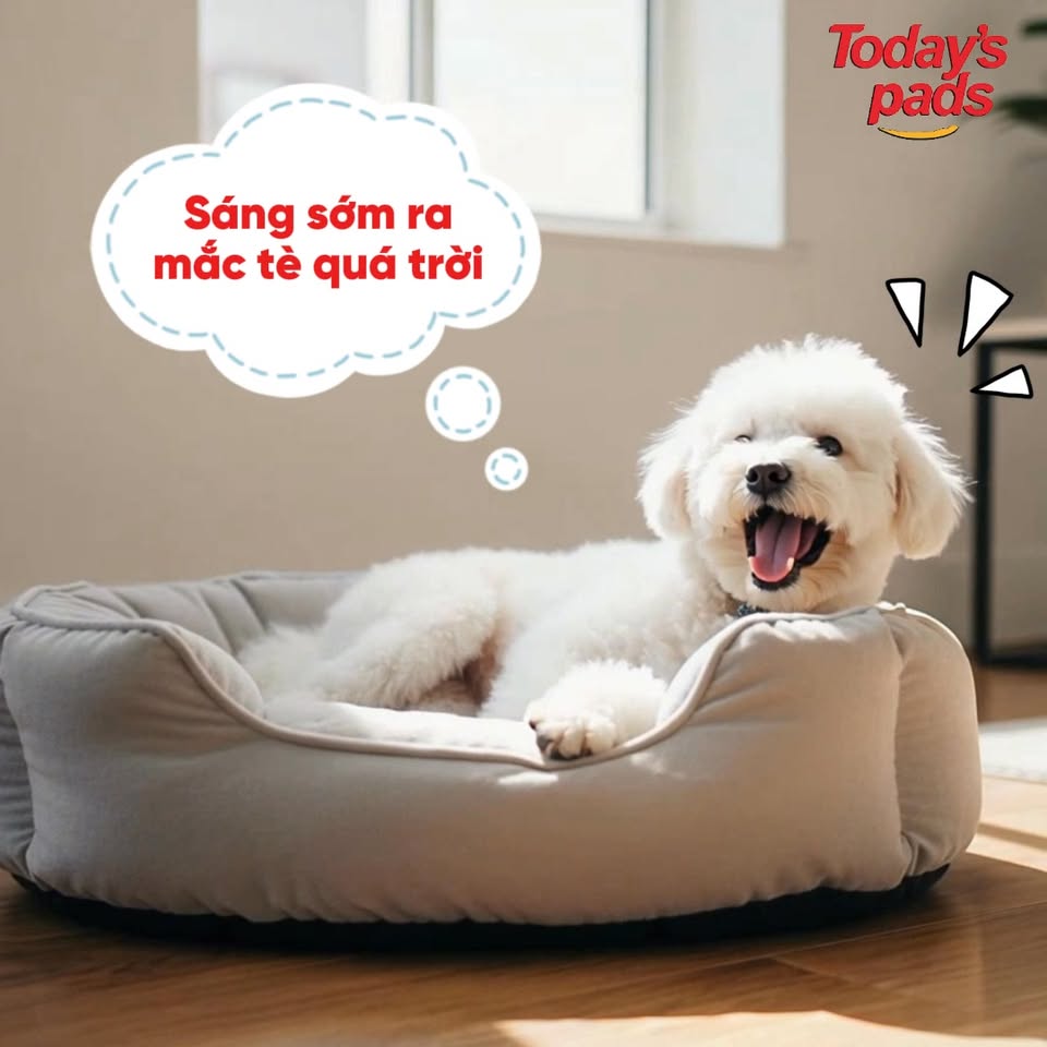 [🆕🇻🇳] Today’s dinner Việt Nam – Thức ăn cân bằng dinh dưỡng cho thú cưng 🐶🦜 Top1Pets 🐱🐠 CÚN NGOAN NGHE LỜI – “POO POO” ĐÚNG NƠINuôi cún không khó, nuôi cún ngoan nghe lời mới khó!!
Một em cún ăn giỏi, đi vệ sinh đúng nơi là cả 1 quá trình S , shares-0✔️ , likes-8❤️️ , date-2025-11-27 00:13:42🐶🐱🇻🇳🇻🇳🇻🇳📰🆕