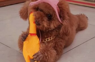 [🆕🇻🇳] Lildan Pet Spa Hotel & Clinic 🐶🦜 Top1Pets 🐱🐠 Vì miếng coqm manh cá,nắng mưa gì Choco cũng đi đón bạn vè spa ạ
Shop có nhận giữ trẻ ạGửi bé không lo – Khi về thơm thoLILDAN luôn có Camera 24/24 đ , shares-0✔️ , likes-1❤️️ , date-2025-11-26 17:08:13🐶🐱🇻🇳🇻🇳🇻🇳📰🆕
