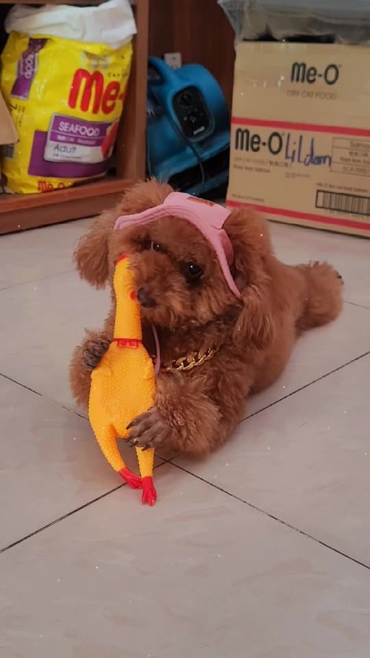 [🆕🇻🇳] Nigo store Quần áo (Thương hiệu) 👕 Top1Fashion 👗  Ghé ngay nigo hoặc inbox để nhận ngay các mã sale từ nigo nhaNigo: 𝟏𝟏 𝐂ử𝐮 𝐋𝐨𝐧𝐠, 𝐐𝟏𝟎 , shares-0✔️ , likes-7❤️️ , date-2025-11-29 00:20:26🇻🇳🇻🇳🇻🇳📰🆕