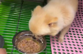 [🆕🇻🇳] Phòng khám thú y AMI PET Tân An 🐶🦜 Top1Pets 🐱🐠 Đi xa cũng nhẹ đầu, vì ở khách sạn chó boss được chăm từ A đến Z: ăn ngon, ngủ ngon, chơi vui
“PHÒNG KHÁM THÚ Y AMI PET
CHẤT LƯỢNG TẠO NÊN THƯƠNG HIỆU”
– , shares-0✔️ , likes-3❤️️ , date-2025-11-29 02:00:37🐶🐱🇻🇳🇻🇳🇻🇳📰🆕