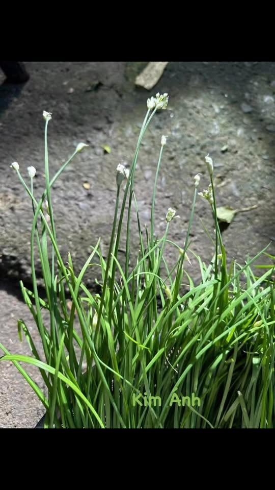 [🆕🇻🇳] Kim Ánh Shop chuyên VNXK 👕 Top1Fashion 👗  Thu hoạch! Đỡ được bữa chợHẹ sẻ, thơm nồng luôn! Làm món gì ngon nhất cả nhà gợi ý cho Kim Ánh đi?À, các chị nhớ lịch siêu “seo” đặc biệt có nhiều mẫ , shares-0✔️ , likes-4❤️️ , date-2025-11-27 15:17:05🇻🇳🇻🇳🇻🇳📰🆕