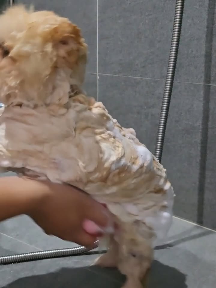 [🆕🇻🇳]Pettix – Chăm Sóc Thú Cưng 🐶🦜 Top1Pets 🐱🐠 Khách chia sẻ với shop rằng trước đây chỉ tắm bình thường thôi, nhưng sau khi dùng bàn chải tắm tạo bọt của shop kết hợp combo sữa tắm, lông cún sạch hơn h , shares-0✔️ , likes-0❤️️ , date-2025-11-27 20:22:44🐶🐱🇻🇳🇻🇳🇻🇳📰🆕