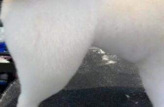 [🆕🇻🇳] LIO HOME PET 🐶🦜 Top1Pets 🐱🐠 Nắng lên rồi ba mẹ đưa các bé tới Lio làm đẹp thôi ạ #cutepets #LioHomePet #petgrooming #BossSangChanh #CutePets #groomingdog #bosscưngnhàlio #PetGrooming , shares-0✔️ , likes-3❤️️ , date-2025-11-26 20:15:31🐶🐱🇻🇳🇻🇳🇻🇳📰🆕