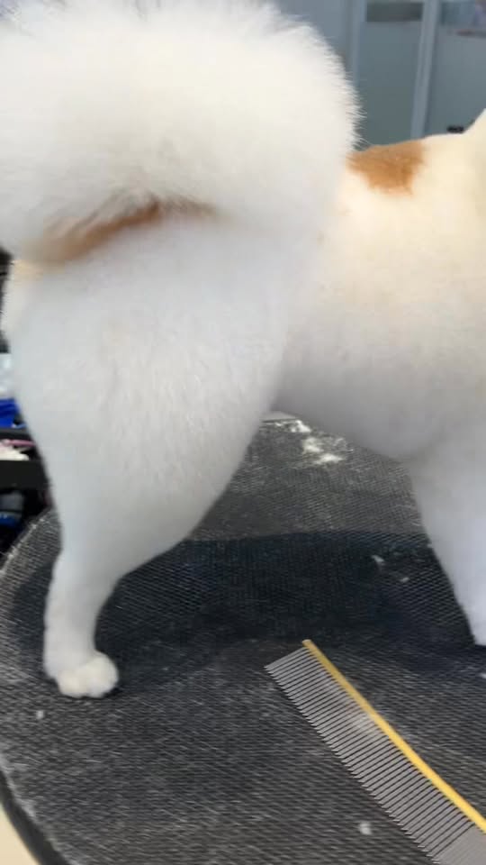 [🆕🇻🇳] LIO HOME PET 🐶🦜 Top1Pets 🐱🐠 Nắng lên rồi ba mẹ đưa các bé tới Lio làm đẹp thôi ạ #cutepets #LioHomePet #petgrooming #BossSangChanh #CutePets #groomingdog #bosscưngnhàlio #PetGrooming , shares-0✔️ , likes-3❤️️ , date-2025-11-26 20:15:31🐶🐱🇻🇳🇻🇳🇻🇳📰🆕