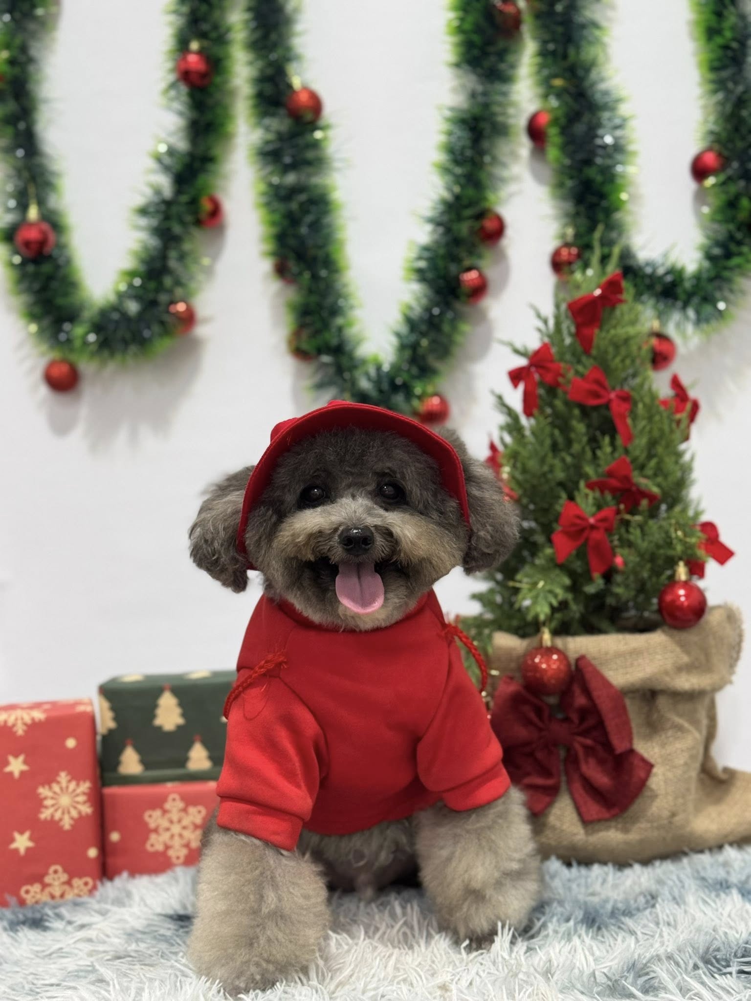 [🆕🇻🇳] CiciPets – Tiệm làm đẹp thú cưng 🐶🦜 Top1Pets 🐱🐠 Em bé qua CiCi sạch sẽ thơm tho đã sẵn sàng đi chơi noel rồi nha

Qua CiCi làm đẹp, chụp bộ ảnh noel nào các Sen ơi

Đặt lịch trước qua sđt 094 4920 557 —  , shares-0✔️ , likes-2❤️️ , date-2025-11-30 03:42:19🐶🐱🇻🇳🇻🇳🇻🇳📰🆕