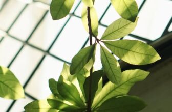 [☕️🇻🇳] La Farine 🥤 Top1Coffee ☕️ Giữa nhịp sống đầy hối hả của những ngày cuối năm, mong rằng mỗi lần dừng chân ở vườn xanh, bạn đều tìm thấy cho mình một khoảng , shares-0✔️ , likes-3❤️️ , date-2025-12-01 03:34:48🇻🇳🇻🇳🇻🇳📰🆕