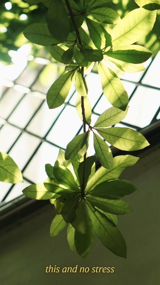 [🆕🇻🇳] XƯỞNG ÁO TRẮNG LARA 👕 Top1Fashion 👗  LARA | New fall -New style
PRE-ORDER _ Giảm 199k / sản phẩm cho 50 đơn hàng pre order đầu tiên, áp dụng cho bộ sưu tập nhất sắp lên sóng.Chờ đón chương  , shares-0✔️ , likes-7❤️️ , date-2025-09-19 20:15:40🇻🇳🇻🇳🇻🇳📰🆕