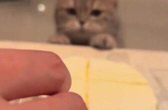 [🆕🇻🇳] Huna Petshop 🐶🦜 Top1Pets 🐱🐠 Tao miếng coi , shares-0✔️ , likes-2❤️️ , date-2025-11-27 05:00:50🐶🐱🇻🇳🇻🇳🇻🇳📰🆕