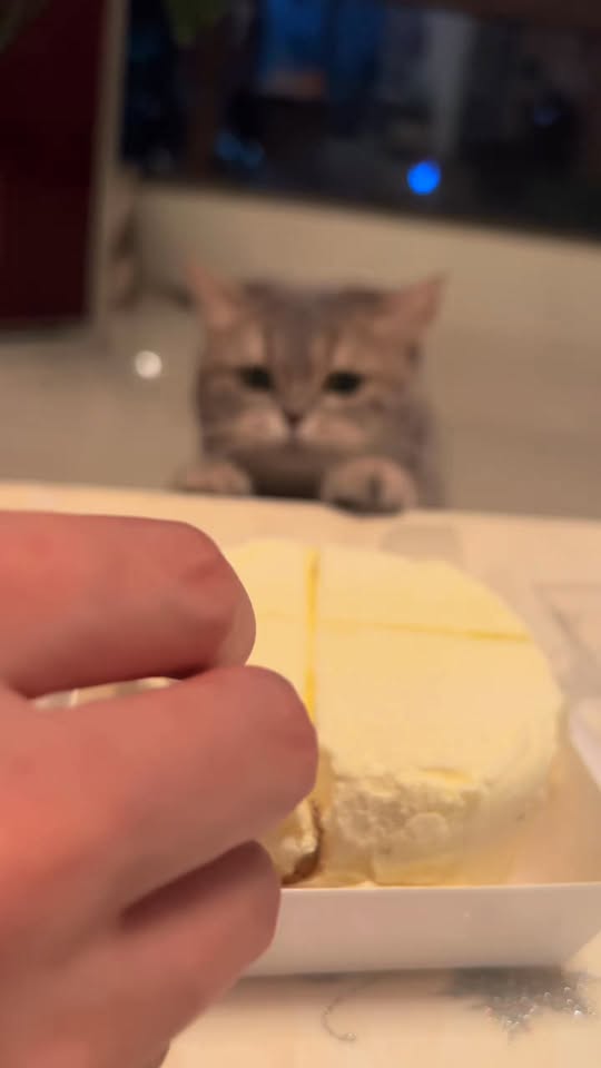 [🆕🇻🇳] Huna Petshop 🐶🦜 Top1Pets 🐱🐠 Tao miếng coi , shares-0✔️ , likes-2❤️️ , date-2025-11-27 05:00:50🐶🐱🇻🇳🇻🇳🇻🇳📰🆕