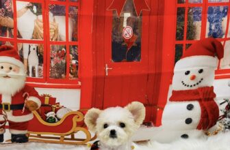 [🆕🇻🇳] Mymy Pet House – Tiệm Làm Đẹp Thú Cưng. 162 Nguyễn Huy Tưởng 🐶🦜 Top1Pets 🐱🐠 Giáng Sinh có hay không cũng vậy thôi, người yêu có hay không cũng vậy thôi, vì tôi không có tiền.
, shares-0✔️ , likes-2❤️️ , date-2025-11-27 23:35:22🐶🐱🇻🇳🇻🇳🇻🇳📰🆕