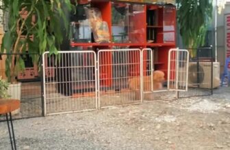 [🆕🇻🇳] PetPaw Pet Shop 🐶🦜 Top1Pets 🐱🐠  BAME đi chơi chưa biết gởi mấy “ẻm” ở đâu!?
Lo lắng mấy “ẻm” không được thoải mái vui chơi như ở nhà !?
—— Để  #PetPaw lo, bame khoải “phờ – lo”𝐏𝐞𝐭𝐩𝐚𝐰 , shares-0✔️ , likes-3❤️️ , date-2025-11-28 15:50:40🐶🐱🇻🇳🇻🇳🇻🇳📰🆕