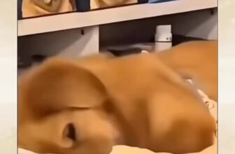 [🆕🇻🇳] Shusi Store – Phụ Kiện Thú Cưng Mỹ Tho 🐶🦜 Top1Pets 🐱🐠 Dấu hiệu của 1 giấc ngủ ngon , shares-0✔️ , likes-1❤️️ , date-2025-11-25 03:19:26🐶🐱🇻🇳🇻🇳🇻🇳📰🆕