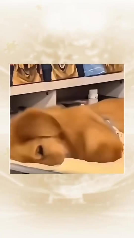 [🆕🇻🇳] Shusi Store – Phụ Kiện Thú Cưng Mỹ Tho 🐶🦜 Top1Pets 🐱🐠 Dấu hiệu của 1 giấc ngủ ngon , shares-0✔️ , likes-1❤️️ , date-2025-11-25 03:19:26🐶🐱🇻🇳🇻🇳🇻🇳📰🆕