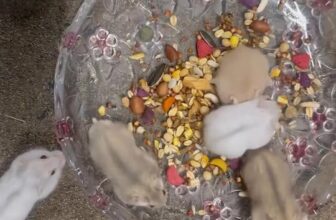 [🆕🇻🇳] Hamster Đông Anh – Chuyên cung cấp sỉ, lẻ hamster, phụ kiện, đồ chơi, lồng chuồng 🐶🦜 Top1Pets 🐱🐠  Winter White đã về đủ màu – Siêu xinh lung linh mùa Noel!
Món quà tuyệt vời dành cho các bé yêu động vật dịp Giáng Sinh này
Combo Hamster Winter White  , shares-0✔️ , likes-6❤️️ , date-2025-11-27 04:13:30🐶🐱🇻🇳🇻🇳🇻🇳📰🆕