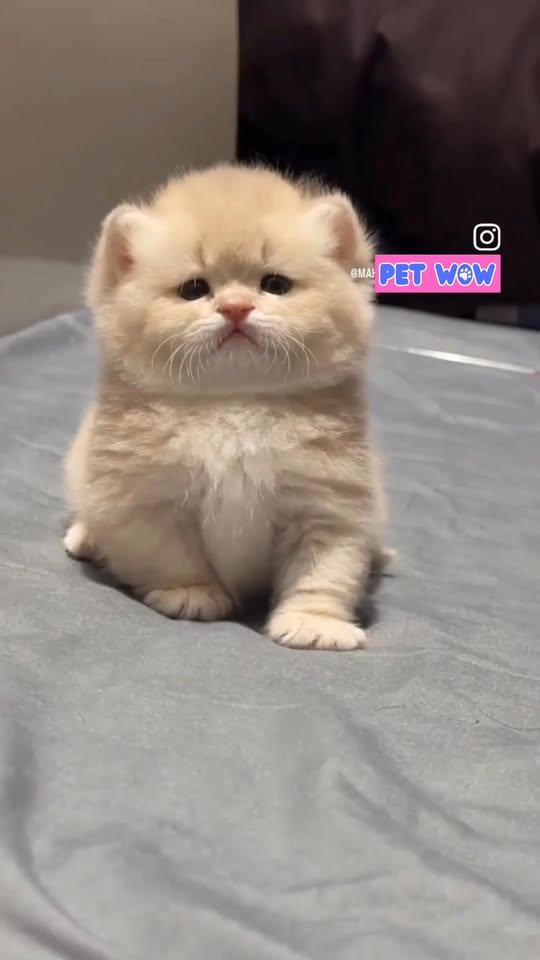 [🆕🇻🇳] Cát Mèo 30Kg, Spa Thú Cưng – Pet WoW 🐶🦜 Top1Pets 🐱🐠 Cát mèo gì chưa thấy chế ơi   #catmeo30kg #catmeo , shares-0✔️ , likes-4❤️️ , date-2025-11-27 14:59:27🐶🐱🇻🇳🇻🇳🇻🇳📰🆕