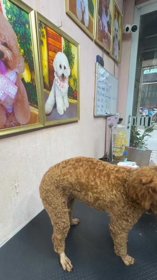 [🆕🇻🇳] Chocohome – Tiệm làm đẹp thú cưng 🐶🦜 Top1Pets 🐱🐠  , shares-0✔️ , likes-7❤️️ , date-2025-11-28 23:57:54🐶🐱🇻🇳🇻🇳🇻🇳📰🆕