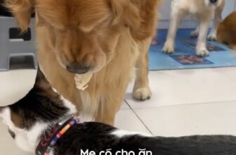 [🆕🇻🇳] Fairy Marina – Chăm Sóc Thú Cưng Hiện Đại 🐶🦜 Top1Pets 🐱🐠 Nhường đại ca trước !!! #fairymarina #thucung #chomeo #haihuoc , shares-0✔️ , likes-0❤️️ , date-2025-11-28 17:33:00🐶🐱🇻🇳🇻🇳🇻🇳📰🆕