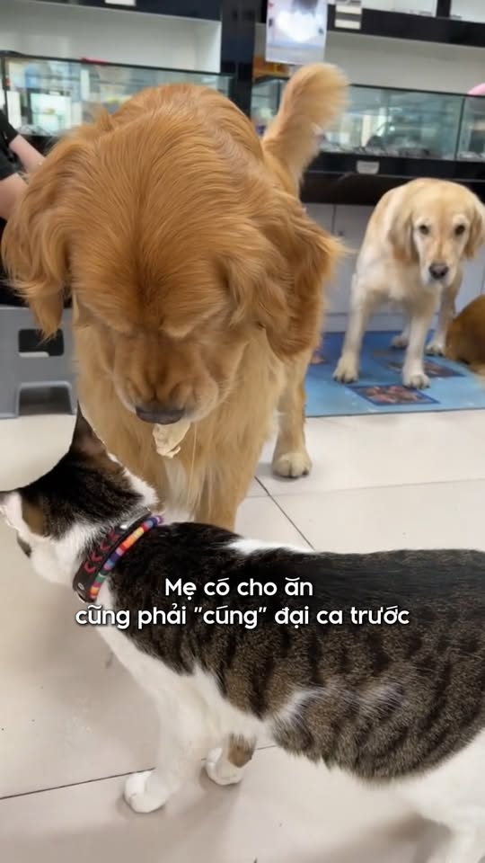 [🆕🇻🇳] Fairy Marina – Chăm Sóc Thú Cưng Hiện Đại 🐶🦜 Top1Pets 🐱🐠 Nhường đại ca trước !!! #fairymarina #thucung #chomeo #haihuoc , shares-0✔️ , likes-0❤️️ , date-2025-11-28 17:33:00🐶🐱🇻🇳🇻🇳🇻🇳📰🆕