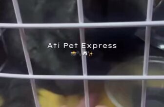 [🆕🇻🇳] Vận chuyển thú cưng toàn quốc ATI Pet Express 🐶🦜 Top1Pets 🐱🐠 Tụi mình là vận chuyển thú cưng ạaaa   #pet_move #vanchuyenmeo #vận_chuyển_chó_mèo , shares-0✔️ , likes-1❤️️ , date-2025-12-03 17:37:31🐶🐱🇻🇳🇻🇳🇻🇳📰🆕