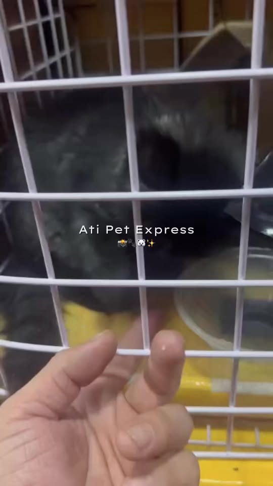 [🆕🇻🇳] Vận chuyển thú cưng toàn quốc ATI Pet Express 🐶🦜 Top1Pets 🐱🐠 Tụi mình là vận chuyển thú cưng ạaaa   #pet_move #vanchuyenmeo #vận_chuyển_chó_mèo , shares-0✔️ , likes-1❤️️ , date-2025-12-03 17:37:31🐶🐱🇻🇳🇻🇳🇻🇳📰🆕