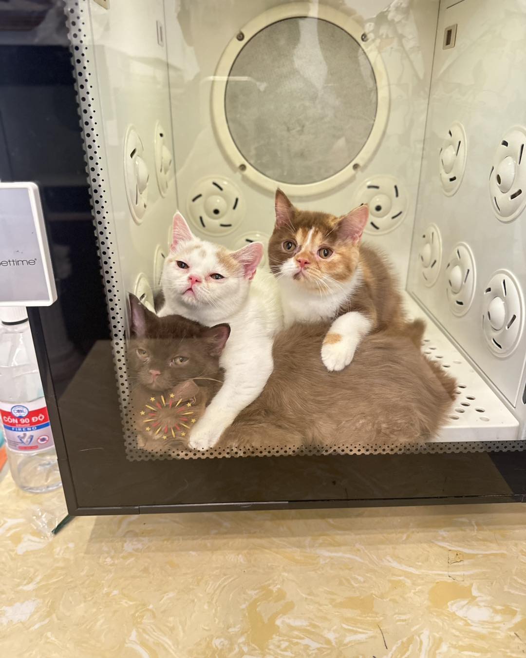 [🆕🇻🇳] AquameoW’s Family – Cửa hàng vật nuôi 🐶🦜 Top1Pets 🐱🐠  bộ cái lồng sấy có ma hả ?????? Làm nấy chuyện j khó coi ghê———————————Aquameow ‘ s Family
Địa chỉ: 274/4 Bùi Đình Túy F12 Bình Thạnh
Hotline : 0904 , shares-0✔️ , likes-101❤️️ , date-2025-12-03 21:27:05🐶🐱🇻🇳🇻🇳🇻🇳📰🆕