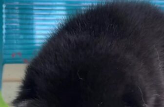 [🆕🇻🇳] An Nam Kennel – Shiba House – ngôi nhà nhân giống Shiba Inu thuần chủng uy tín với tổng đàn shiba lớn nhất miền Nam 🐶🦜 Top1Pets 🐱🐠 Mời bạn uống trà nghe chó hót  #annamkennel #shiba #shibainu #shibapuppy , shares-0✔️ , likes-14❤️️ , date-2025-11-28 00:05:11🐶🐱🇻🇳🇻🇳🇻🇳📰🆕