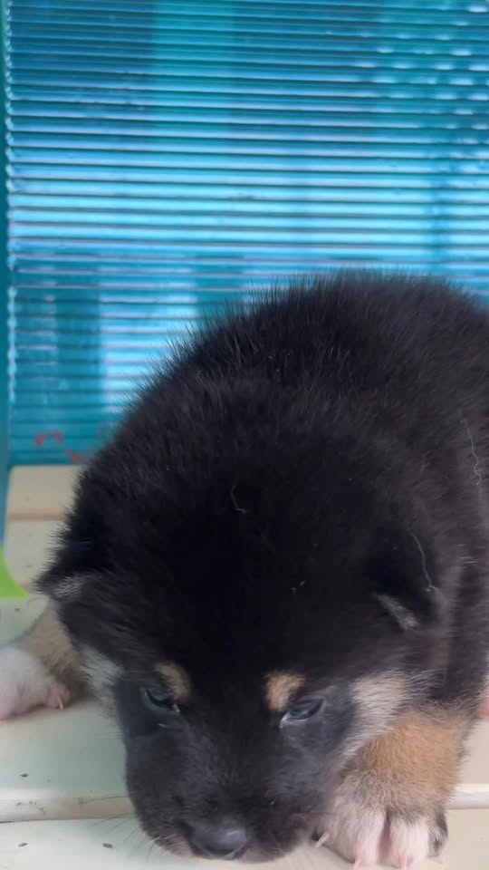 [🆕🇻🇳] An Nam Kennel – Shiba House – ngôi nhà nhân giống Shiba Inu thuần chủng uy tín với tổng đàn shiba lớn nhất miền Nam 🐶🦜 Top1Pets 🐱🐠 Mời bạn uống trà nghe chó hót  #annamkennel #shiba #shibainu #shibapuppy , shares-0✔️ , likes-14❤️️ , date-2025-11-28 00:05:11🐶🐱🇻🇳🇻🇳🇻🇳📰🆕