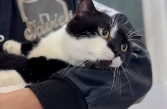 [🆕🇻🇳] Bệnh Viện Thú Y Danangpet – Cẩm Lệ 🐶🦜 Top1Pets 🐱🐠 Đầu tháng tại Bệnh viện thú y Danangpet luôn tràn đầy năng lượng và niềm vui. Đội ngũ bác sĩ tận tâm chăm sóc từng bé thú cưng thật chu đáo . Không khí ấm  , shares-0✔️ , likes-3❤️️ , date-2025-12-02 01:55:34🐶🐱🇻🇳🇻🇳🇻🇳📰🆕