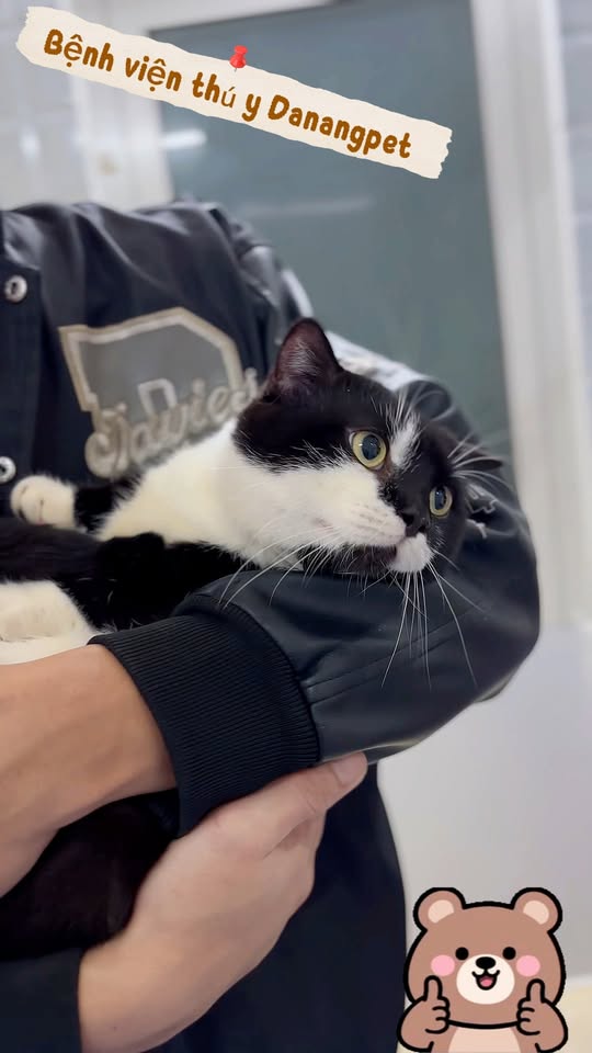 [🆕🇻🇳] Bệnh Viện Thú Y Danangpet – Cẩm Lệ 🐶🦜 Top1Pets 🐱🐠 Đầu tháng tại Bệnh viện thú y Danangpet luôn tràn đầy năng lượng và niềm vui. Đội ngũ bác sĩ tận tâm chăm sóc từng bé thú cưng thật chu đáo . Không khí ấm  , shares-0✔️ , likes-3❤️️ , date-2025-12-02 01:55:34🐶🐱🇻🇳🇻🇳🇻🇳📰🆕