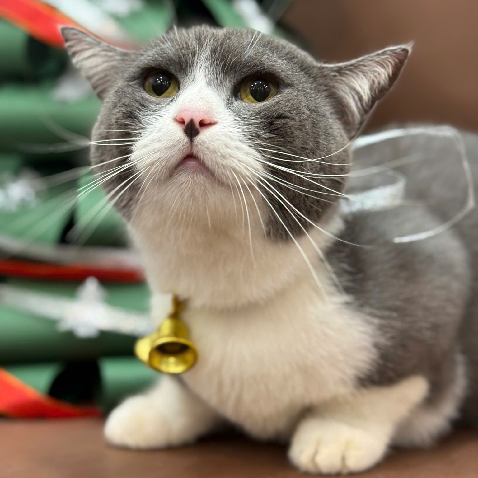 [🆕🇻🇳] LanLan Pet – Hà Nội 🐶🦜 Top1Pets 🐱🐠 Chút không khí Noel cùng LanLan
———————————
Chi nhánh Hà Nội:
Cơ sở 1: 52B Hàng Bún, Ba Đình, Hà Nội
Cơ sở 2: Biệt Thự Số 38, Dãy B, Lô N.09, Khu Đô Th , shares-0✔️ , likes-4❤️️ , date-2025-12-01 21:10:02🐶🐱🇻🇳🇻🇳🇻🇳📰🆕