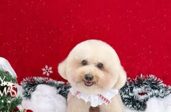 [🆕🇻🇳] Buddy Pets 🐶🦜 Top1Pets 🐱🐠 Ba mẹ đến check in Noel nhớ book lịch trước nhé
———✿✿——–
BUDDY PETS
Hotline: 0966 3000 42
Địa chỉ: 358 Nguyễn An Ninh, Kp. Thắng Lợi 1, phườ , shares-0✔️ , likes-2❤️️ , date-2025-12-02 00:59:47🐶🐱🇻🇳🇻🇳🇻🇳📰🆕