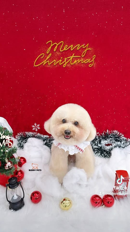 [🆕🇻🇳] Buddy Pets 🐶🦜 Top1Pets 🐱🐠 Ba mẹ đến check in Noel nhớ book lịch trước nhé
———✿✿——–
BUDDY PETS
Hotline: 0966 3000 42
Địa chỉ: 358 Nguyễn An Ninh, Kp. Thắng Lợi 1, phườ , shares-0✔️ , likes-2❤️️ , date-2025-12-02 00:59:47🐶🐱🇻🇳🇻🇳🇻🇳📰🆕