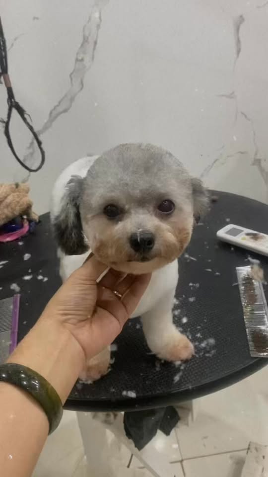 [🆕🇻🇳] KB Fashion – Choose to shine  [🆕Top1Vietnam🇻🇳] 👕 Top1Fashion 👗  𝐑𝐄𝐃 𝐅𝐄𝐒𝐓𝐈𝐕𝐄 𝐀́𝐎 𝐃𝐀̀𝐈 | RỰC RỠ MÙA LỄ HỘI VỚI GAM ĐỎ SANG CHẢNH 

Những ngày cuối năm – đầu xuân luôn là thời điểm tôn vinh sắc đỏ: màu của may mắn, phúc lộ , shares-1✔️ , likes-7❤️️ , date-2025-12-22 16:01:05🇻🇳🇻🇳🇻🇳📰🆕