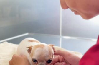 [🆕🇻🇳] TrustVet Animal Hospital – Bệnh Viện Thú Y 🐶🦜 Top1Pets 🐱🐠 Mỗi bé thú cưng đều là một câu chuyện
Và với TrustVet – chỉ muốn trở thành phần đẹp nhất trong hành trình hồi phục ấy  #trustvet #animalhospital #petlover , shares-0✔️ , likes-9❤️️ , date-2025-12-01 23:54:57🐶🐱🇻🇳🇻🇳🇻🇳📰🆕