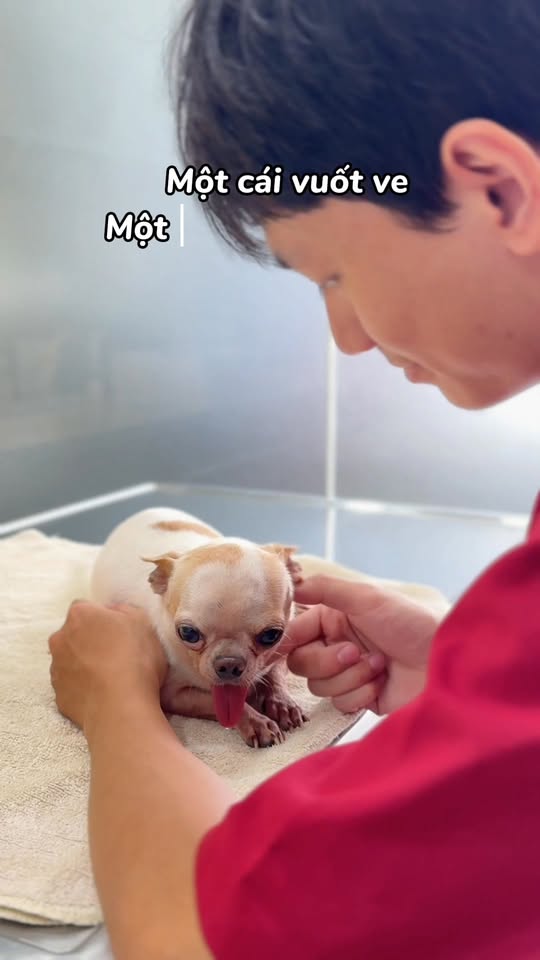 [🆕🇻🇳] TrustVet Animal Hospital – Bệnh Viện Thú Y 🐶🦜 Top1Pets 🐱🐠 Mỗi bé thú cưng đều là một câu chuyện
Và với TrustVet – chỉ muốn trở thành phần đẹp nhất trong hành trình hồi phục ấy  #trustvet #animalhospital #petlover , shares-0✔️ , likes-9❤️️ , date-2025-12-01 23:54:57🐶🐱🇻🇳🇻🇳🇻🇳📰🆕